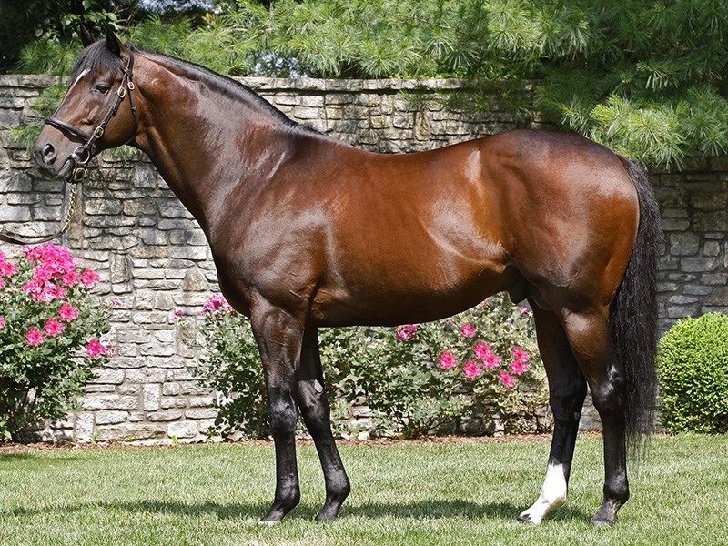 Impeccable Pedigree