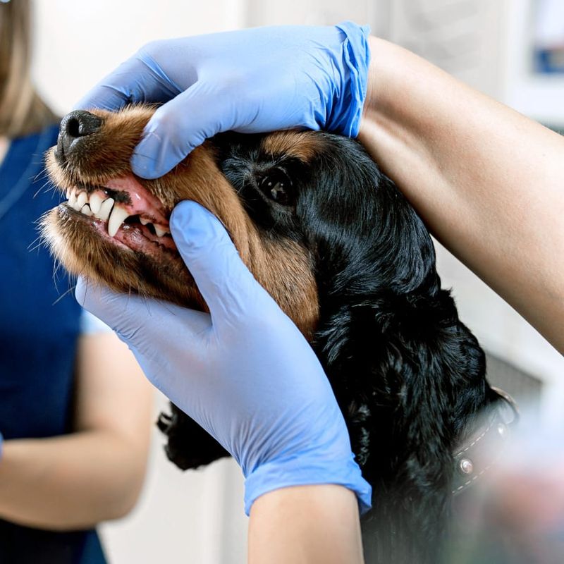Importance of Regular Dental Care