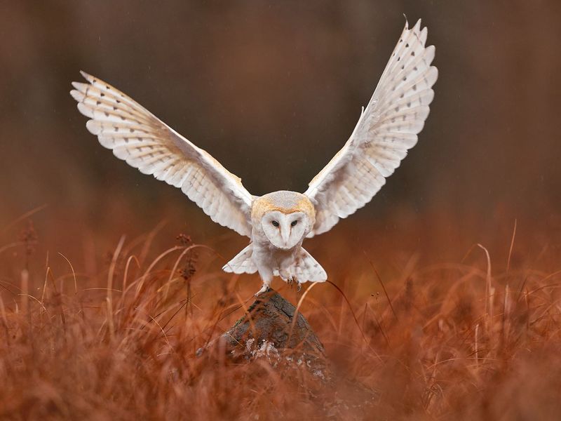 Impressive Agility
