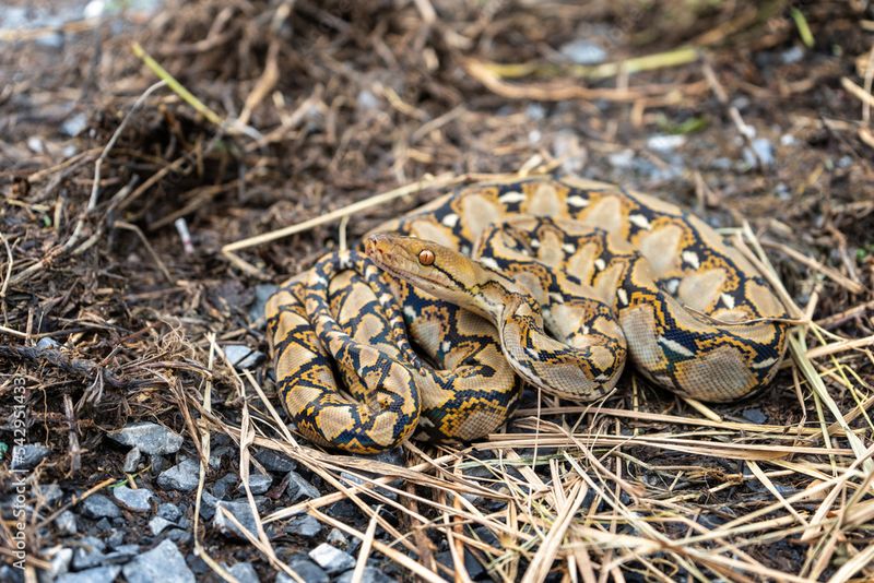 Impressive Camouflage