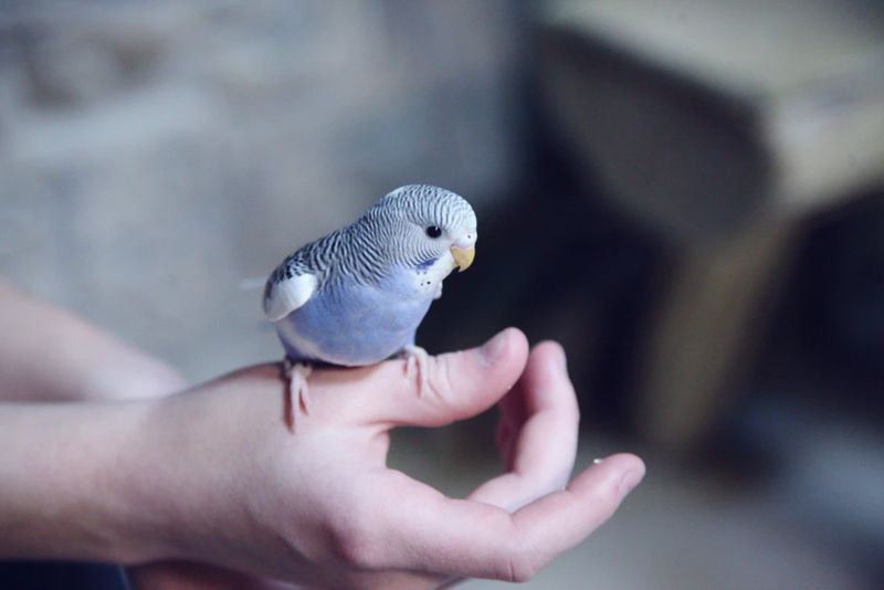 Improper Handling Techniques
