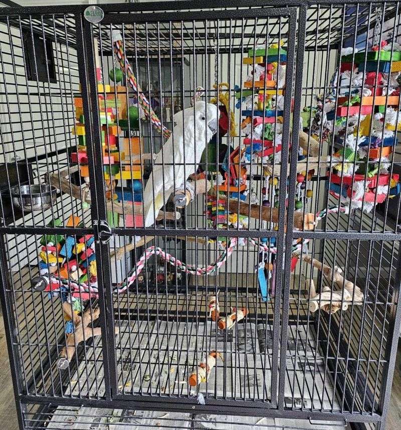 Inadequate Cage Size