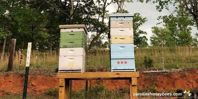 Inadequate Hive Placement