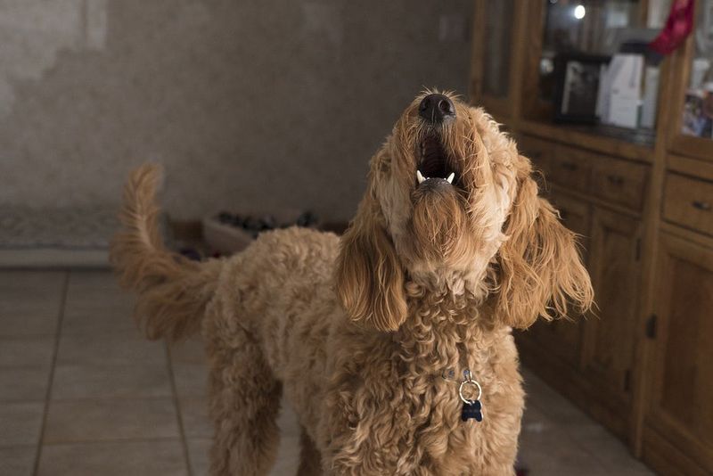 Increased Barking