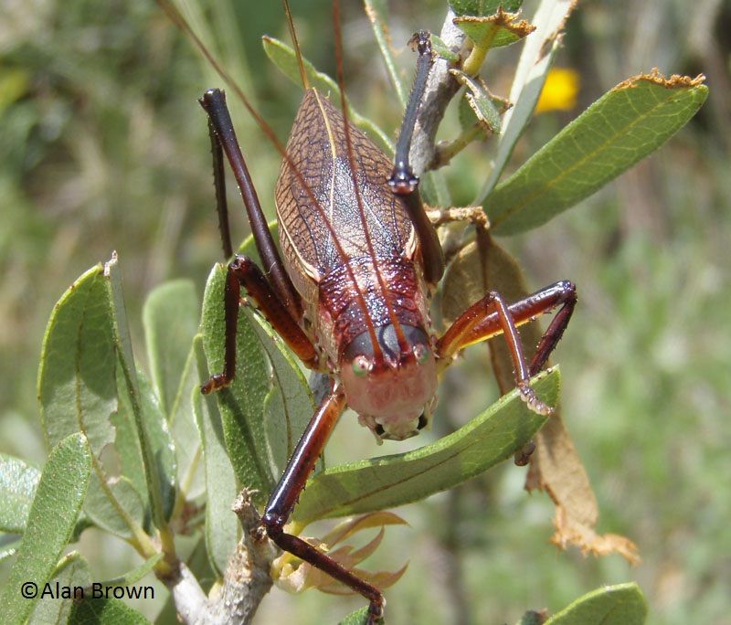 Increased Diversity of Insects