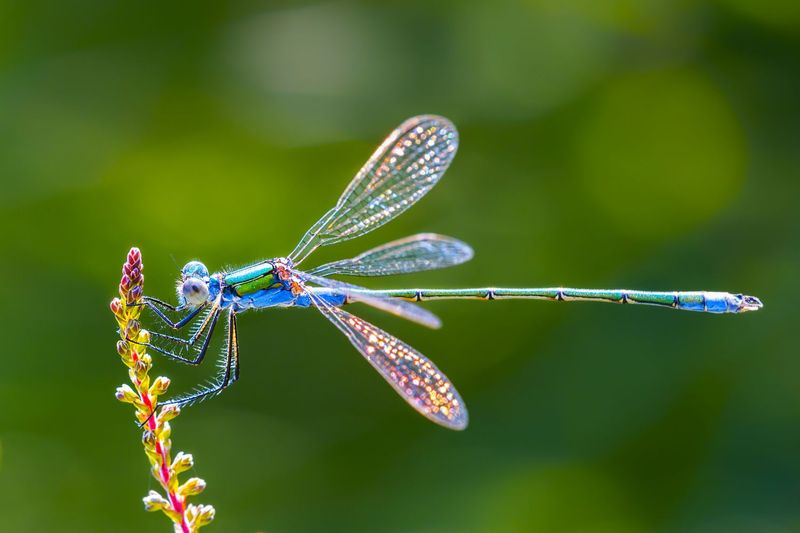 Increased Dragonfly Activity