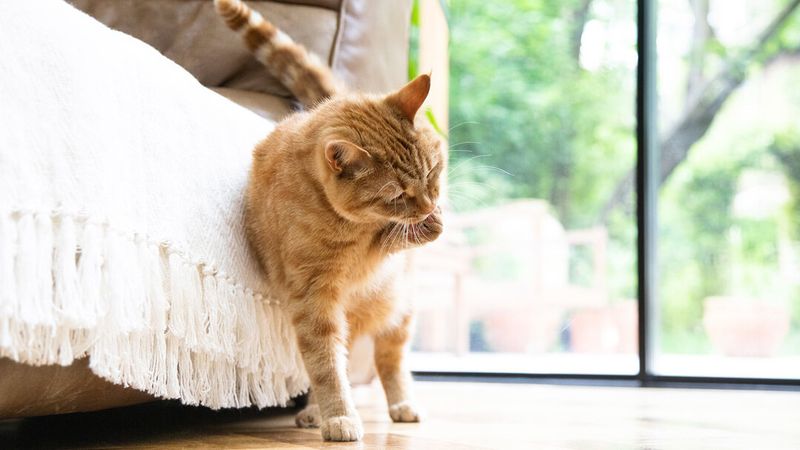 Increased Grooming