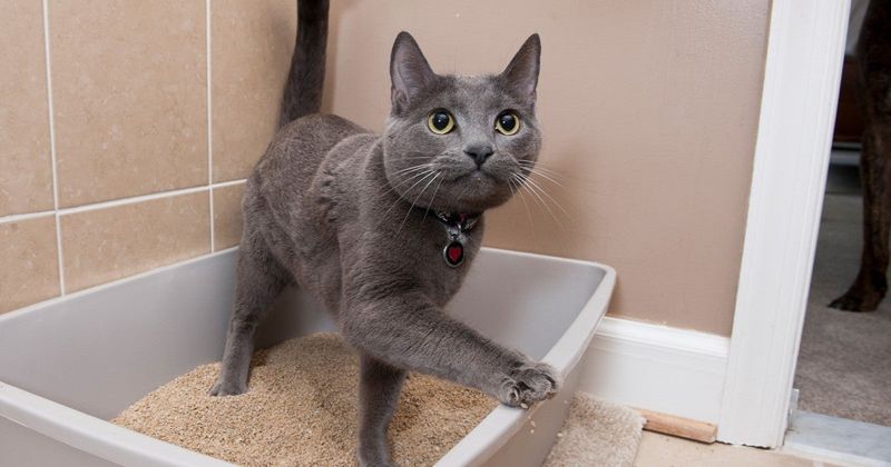 Increased Litter Box Usage