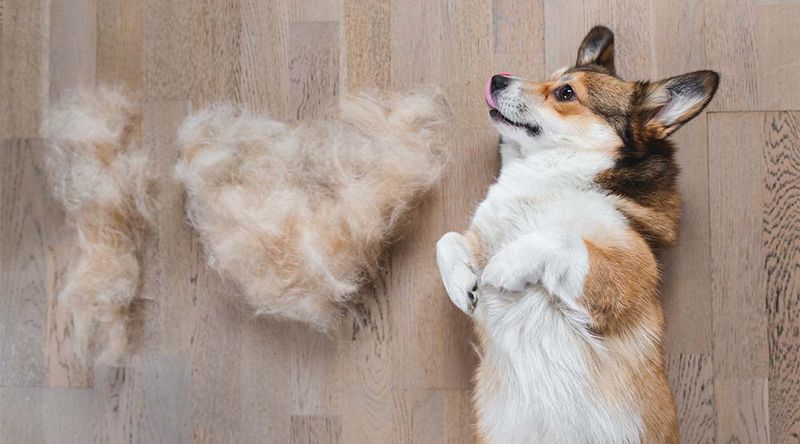 Increased Shedding in Spring