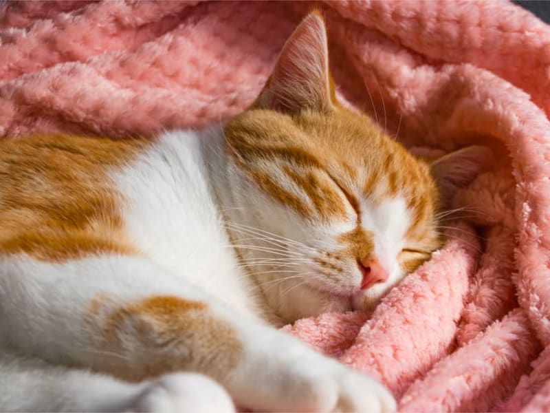 Increased Sleep