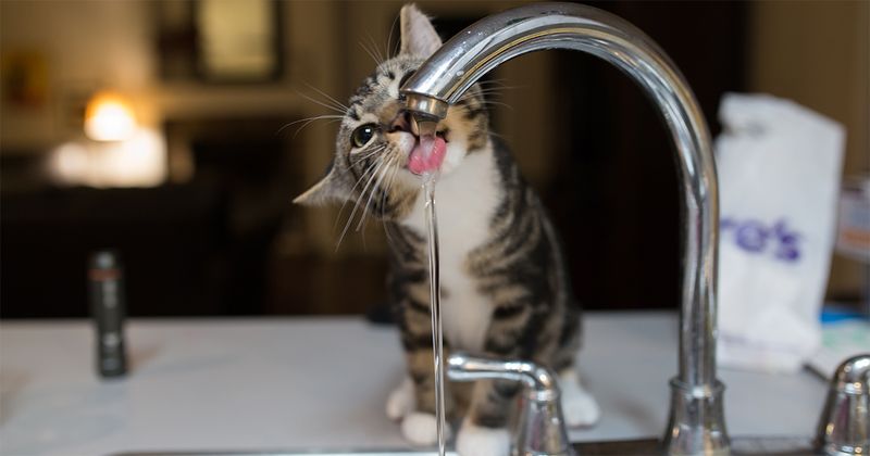 Increased Thirst and Urination