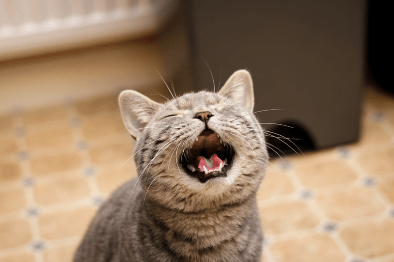 Increased Vocalization