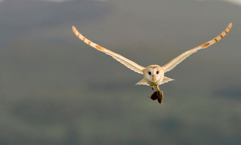 Incredible Speed