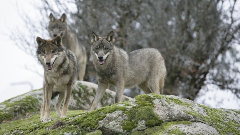 India's Himalayan Wolves