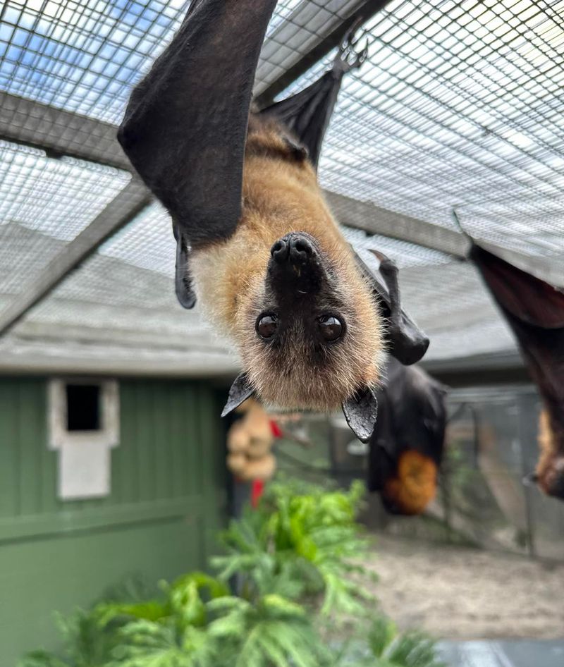 Indian Flying Foxes