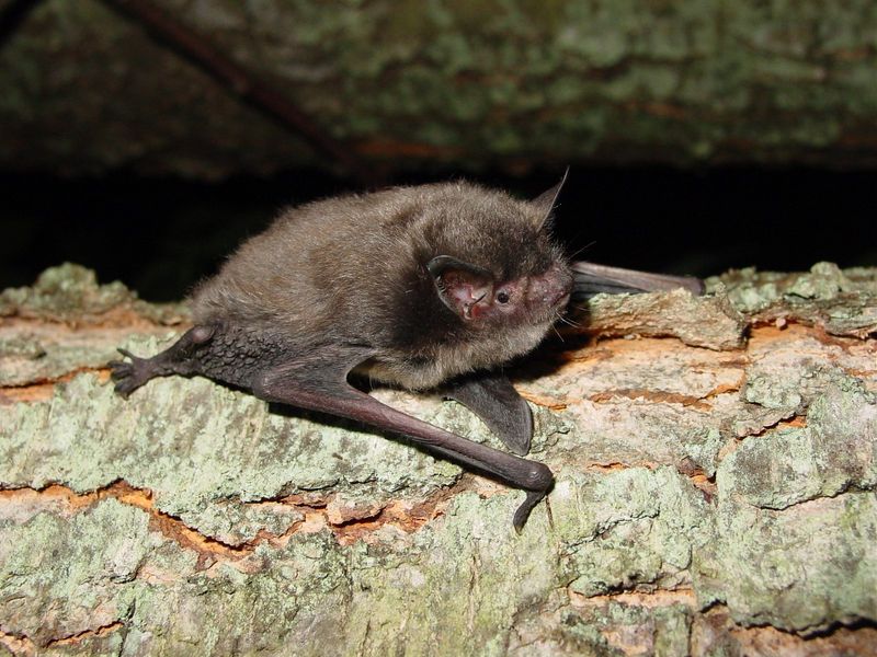 Indiana Bat
