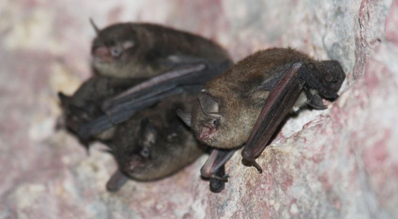 Indiana Bat