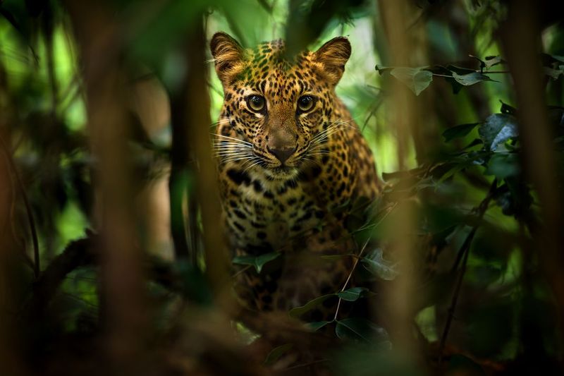 Indochinese Leopard