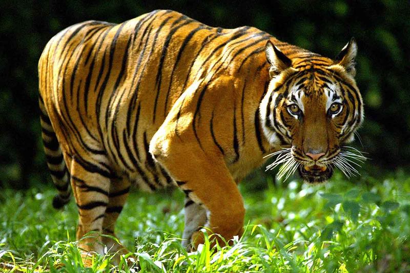 Indochinese Tiger