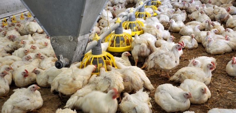 Inhumane Slaughter Practices