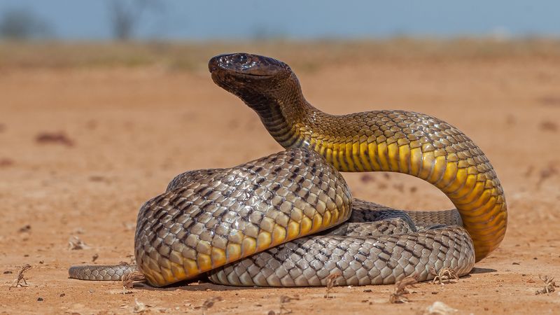 Inland Taipan