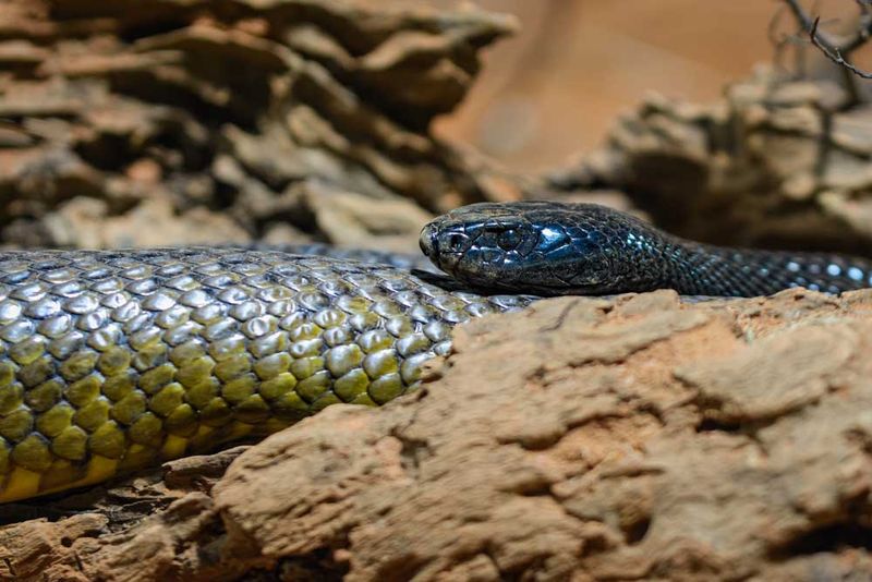 Inland Taipan