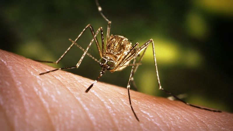 Insect Bites