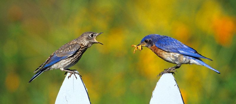 Insect-Friendly Practices