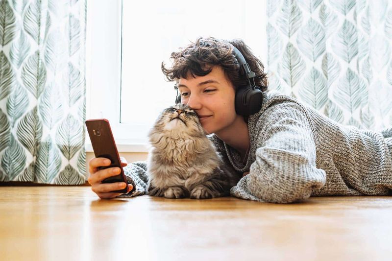 Instagram Cat Influencer