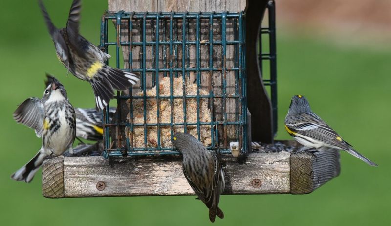 Install Bird Feeders