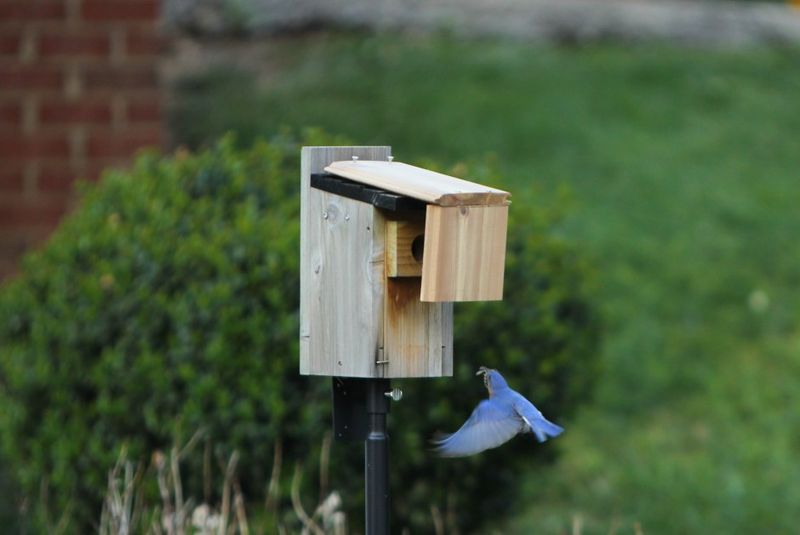 Install Nesting Boxes