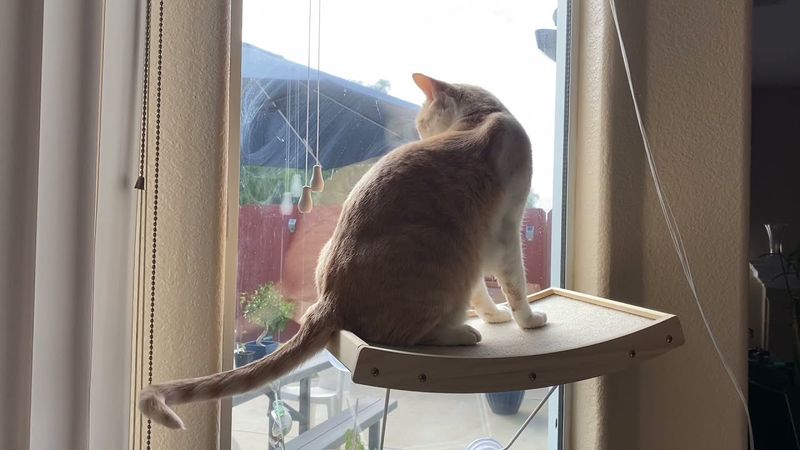 Install a Cat Window Perch