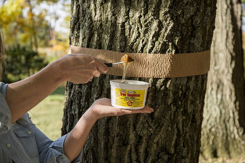 Install a Tanglefoot Trap