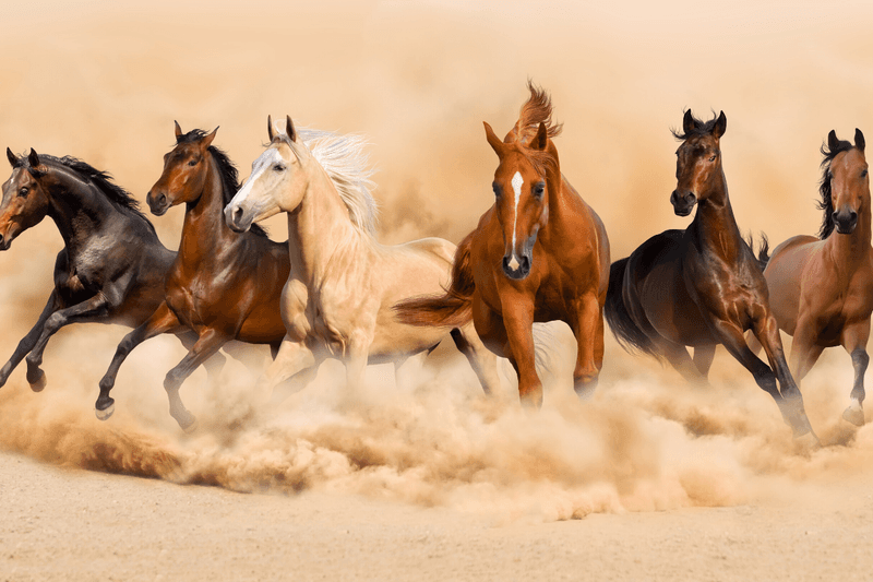 Instinctual Herd Behavior