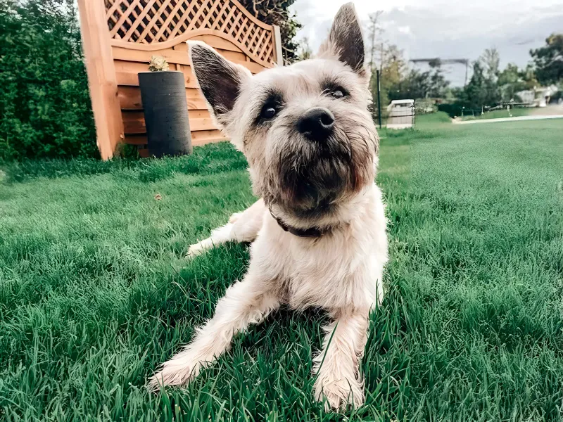 Intelligent and Curious