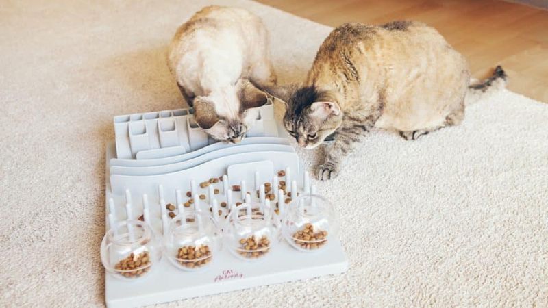 Interactive Puzzle Feeder