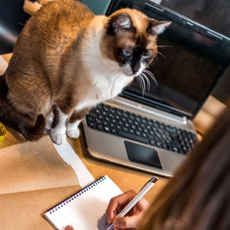 Interview Prospective Sitters
