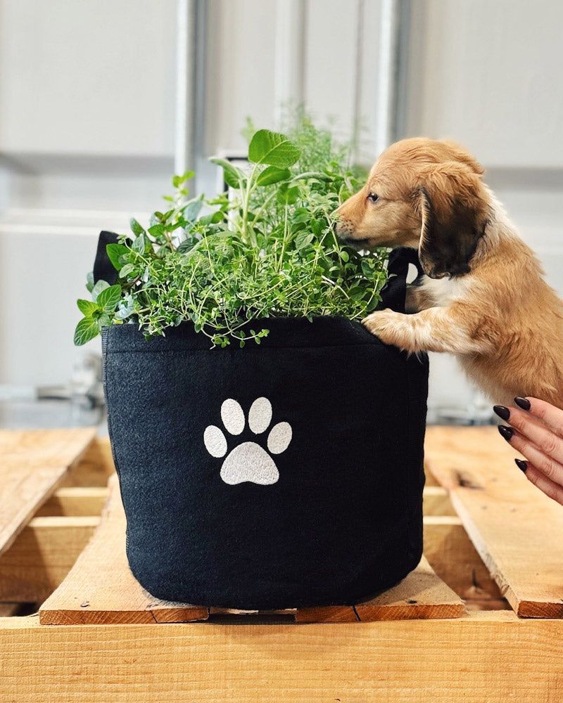 Introduce Dog-Friendly Herbs