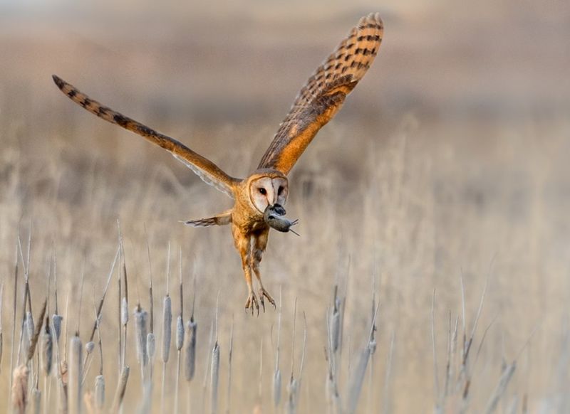 Intuitive Hunting Strategy