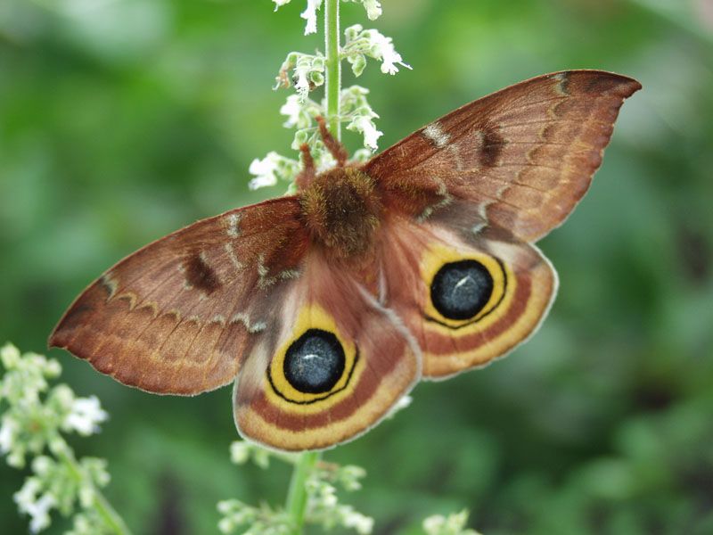 Io Moth