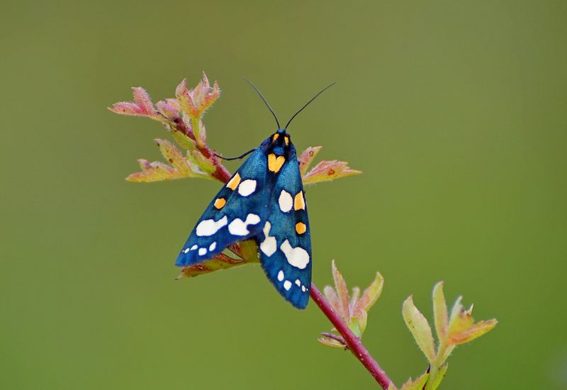 Iridescent Tiger Moth
