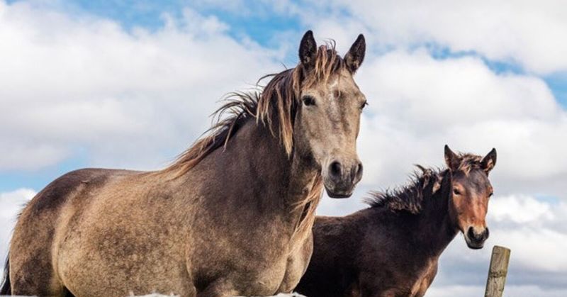 Irish Draught Horse