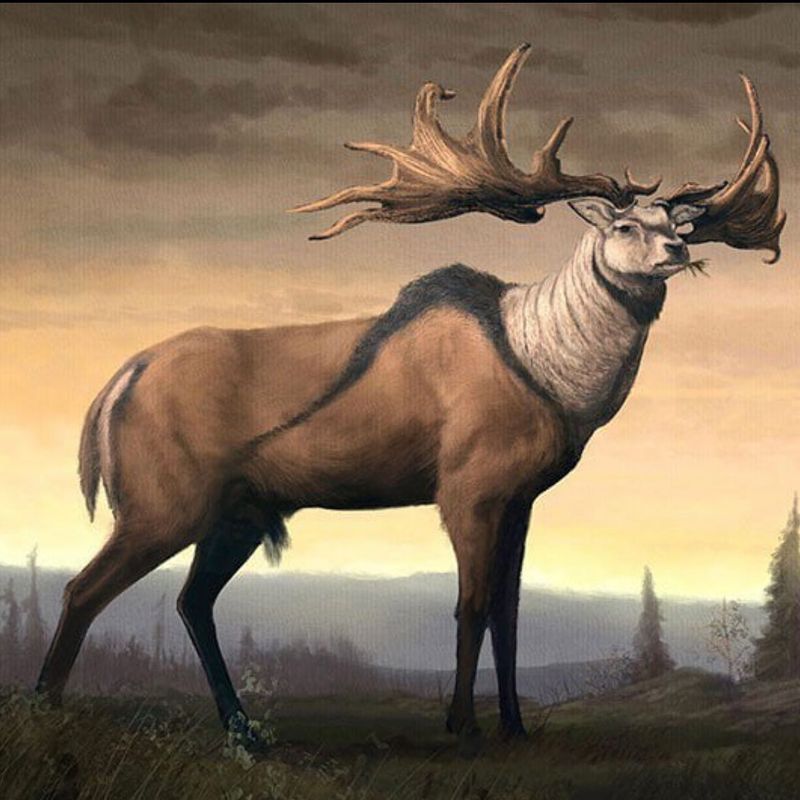 Irish Elk