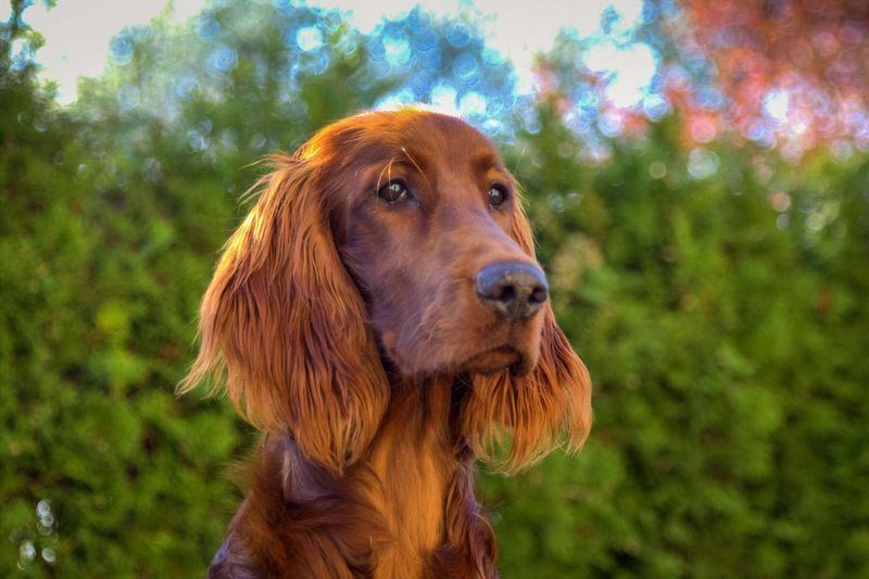 Irish Setter