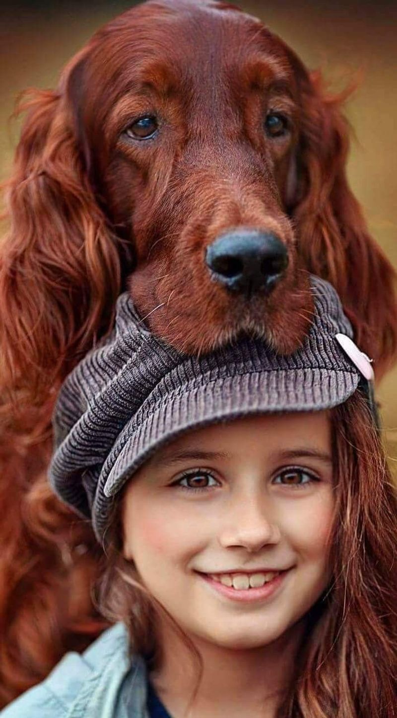 Irish Setter