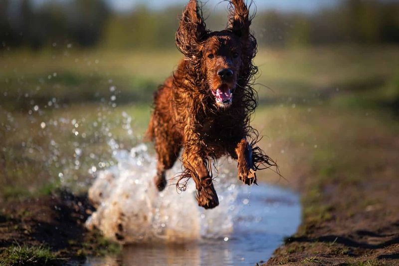 Irish Setter