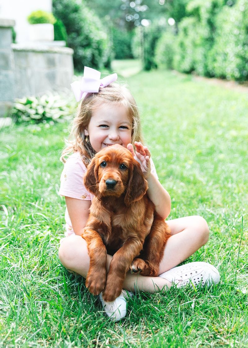 Irish Setter