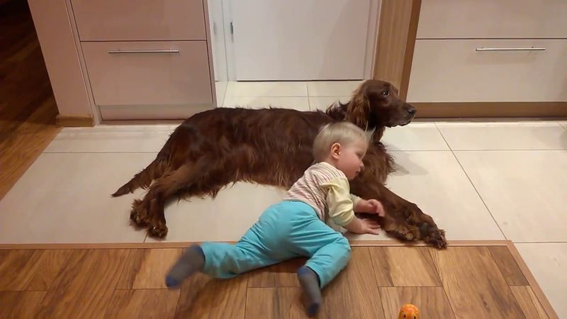 Irish Setter