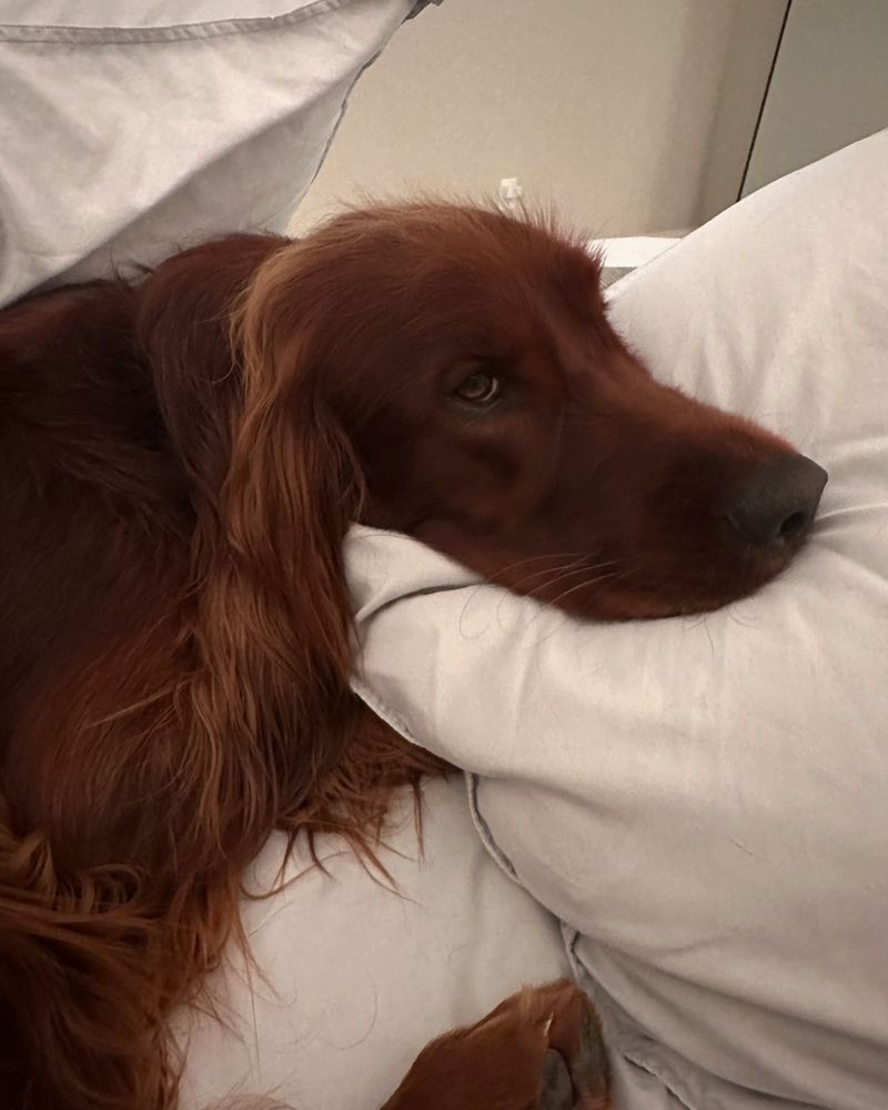 Irish Setter