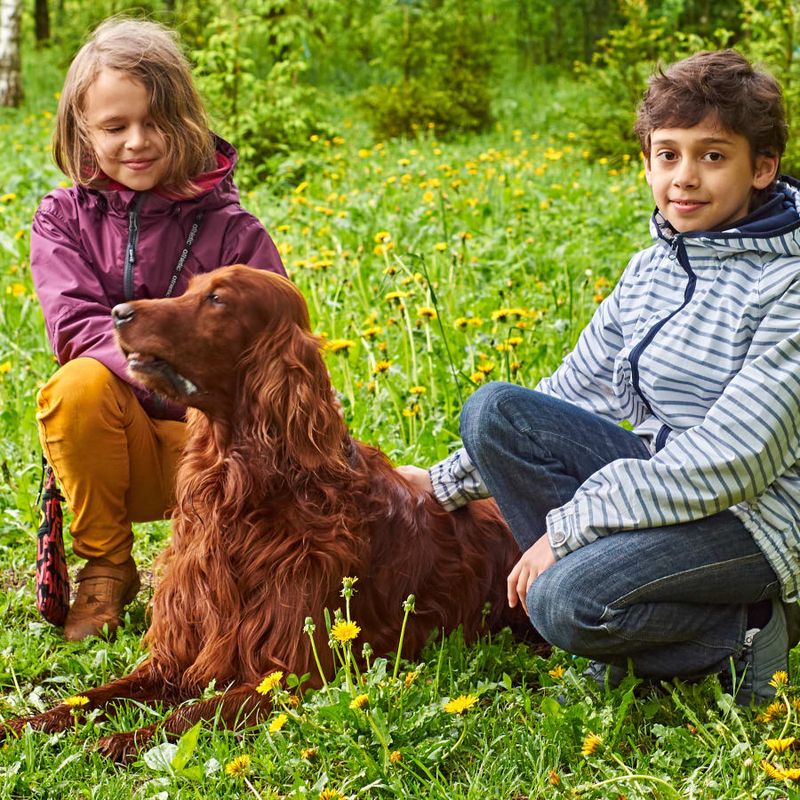 Irish Setter